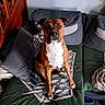 dog, brindle, indoor, sofa, cushions, blanket, pet, animal, brown, white, seated, floor, cozy, living_room, furniture, portrait, looking, ears, paw, relaxed