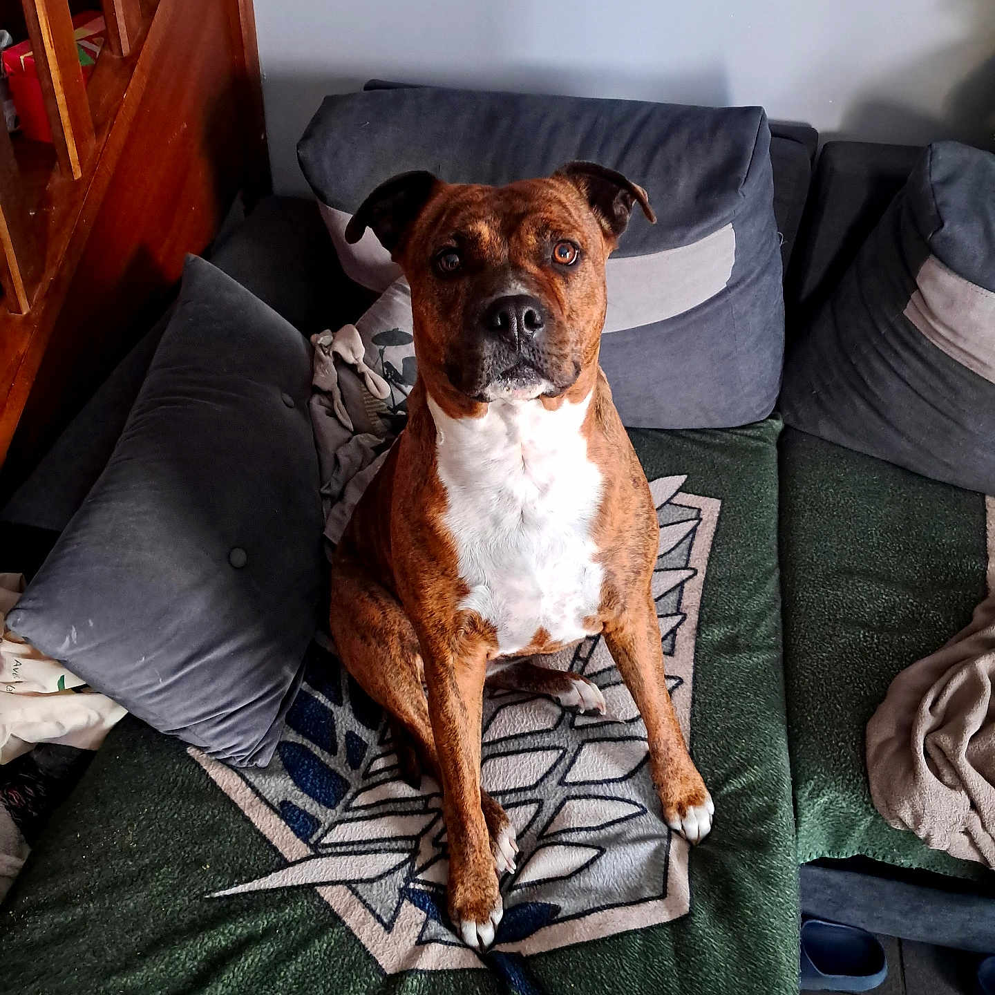 Ruby participe au concours pour gagner de l'argent avec cette photo : dog, brindle, indoor, sofa, cushions, blanket, pet, animal, brown, white, seated, floor, cozy, living_room, furniture, portrait, looking, ears, paw, relaxed