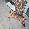 Ruby participe au concours pour gagner de l'argent avec cette photo : animal, brick_wall, brindle, canine, concrete, dog, domestic_animal, door, ground, lying_down, outdoor, paws, pet, quiet, relaxed, resting, side_view, sleeping, sunlight, tail