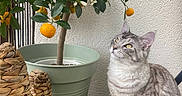 Vortex a rejoint le concours — aidez-le/la à gagner de superbes lots ! cat, kitten, tabby, gray_fur, striped_fur, green_eyes, sitting, outdoor, garden, citrus_tree, oranges, white_flowers, potted_plant, leaves, flowering_plant, woven_baskets, grass, patio, wall, portrait