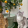 cat, kitten, tabby, gray_fur, striped_fur, green_eyes, sitting, outdoor, garden, citrus_tree, oranges, white_flowers, potted_plant, leaves, flowering_plant, woven_baskets, grass, patio, wall, portrait
