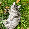 Vortex a rejoint le concours — aidez-le/la à gagner de superbes lots ! cat, tabby, gray_cat, fluffy, fur, whiskers, green_eyes, face, outdoor, grass, garden, wildflowers, fallen_leaves, leash, collar, lying_down, animal_portrait, cute, nature, close_up