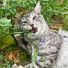 Vortex participe au concours pour gagner de l'argent avec cette photo : cat, kitten, tabby, gray_fur, fluffy, whiskers, green_eyes, open_mouth, meowing, animal, pet, outdoors, garden, grass, leaves, purple_flowers, nature, close_up, portrait, playful
