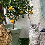 Vortex a rejoint le concours — aidez-le/la à gagner de superbes lots ! cat, tabby_cat, pet, animal, sitting, portrait, greenhouse, citrus_tree, orange_fruit, white_flowers, green_leaves, potted_plant, flowering_plant, terrace, outdoor, garden, woven_basket, artificial_grass, wall, natural_light