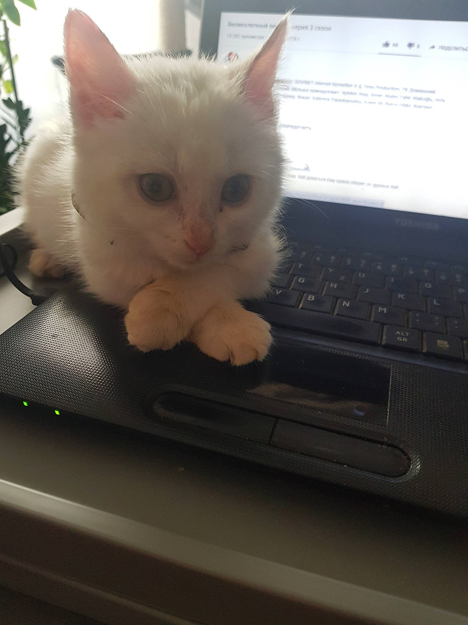 Mimi a rejoint le concours — aidez-le/la à gagner de superbes lots ! burmilla, carnivore, cat, domestic_short_haired_cat, european_shorthair, eye, felidae, fur, khao_manee, kitten, mammal, ojos_azules, paw, polydactyl_cat, small_to_medium_sized_cats, technology, turkish_angora, turkish_van, vertebrate, whiskers