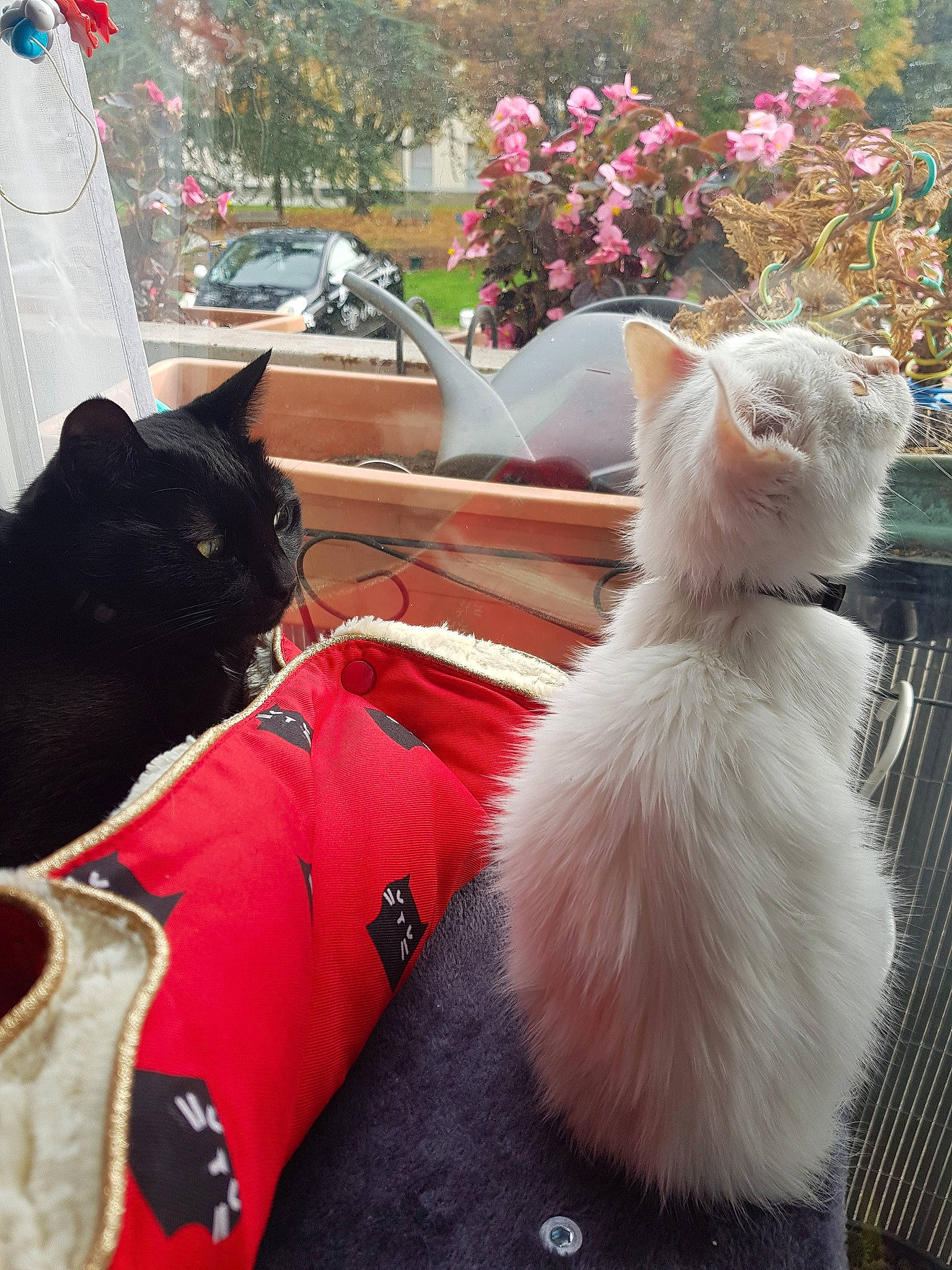 Mimi a rejoint le concours — aidez-le/la à gagner de superbes lots ! carnivore, cat, fawn, felidae, fur, persian, small_to_medium_sized_cats, tail, turkish_angora, turkish_van, whiskers