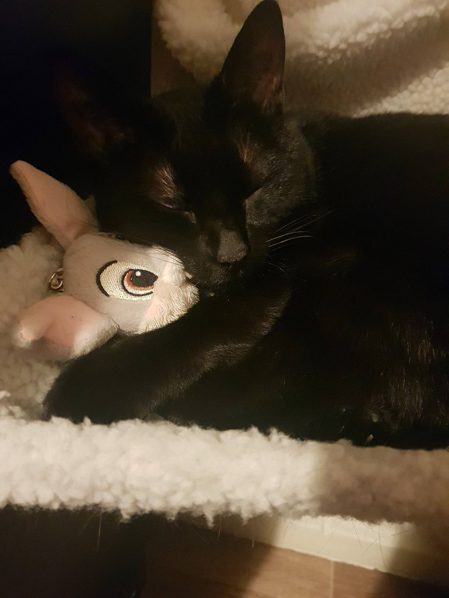 Mimi a rejoint le concours — aidez-le/la à gagner de superbes lots ! black_and_white, black_cat, carnivore, cat, cornish_rex, devon_rex, ear, eye, felidae, fur, head, kitten, nose, organ, small_to_medium_sized_cats, snout, tail, whiskers