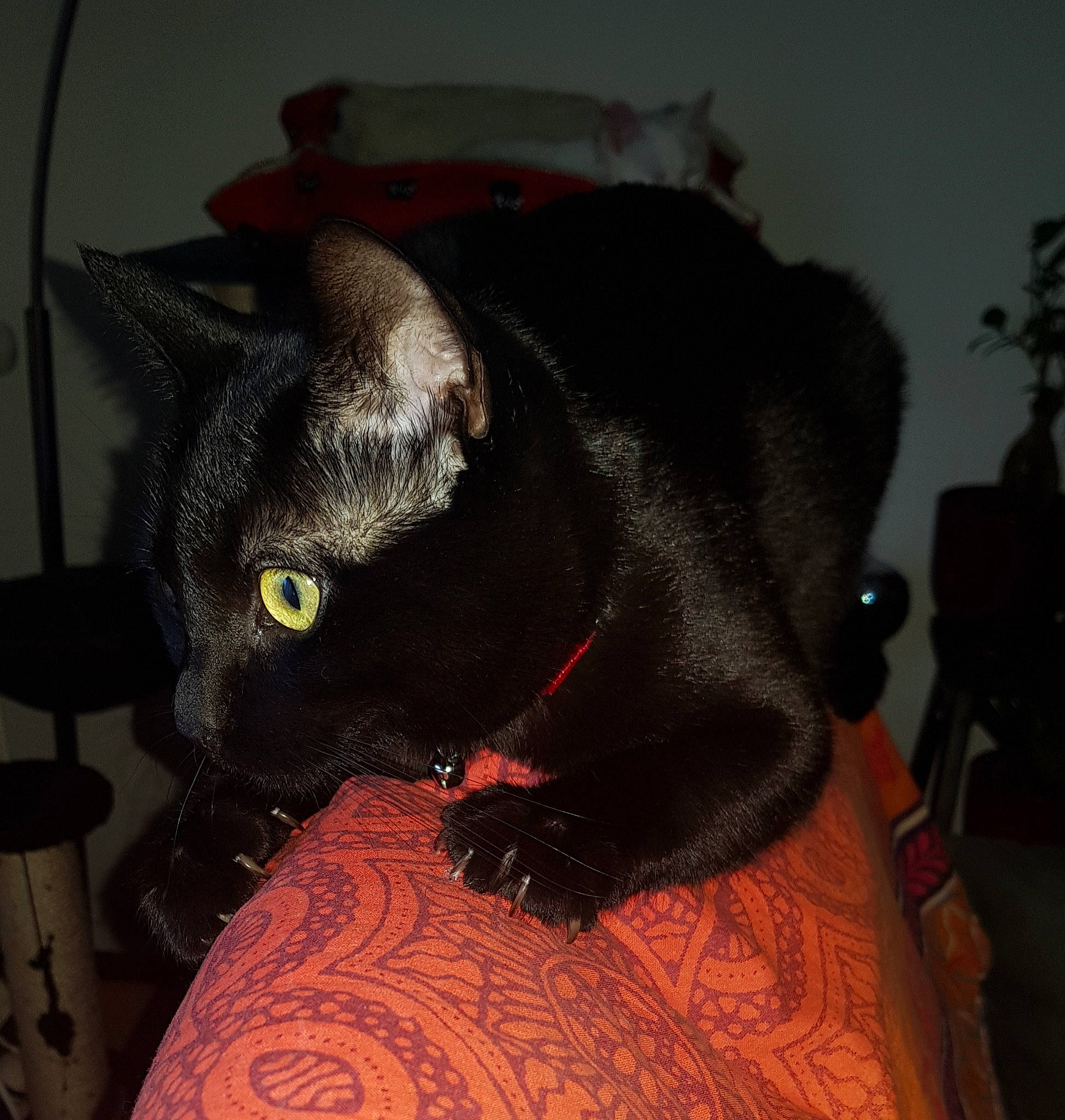 Mimi a rejoint le concours — aidez-le/la à gagner de superbes lots ! asian, black, black_cat, bombay, carnivore, cat, domestic_short_haired_cat, ear, eye, felidae, fur, mammal, small_to_medium_sized_cats, snout, tail, whiskers