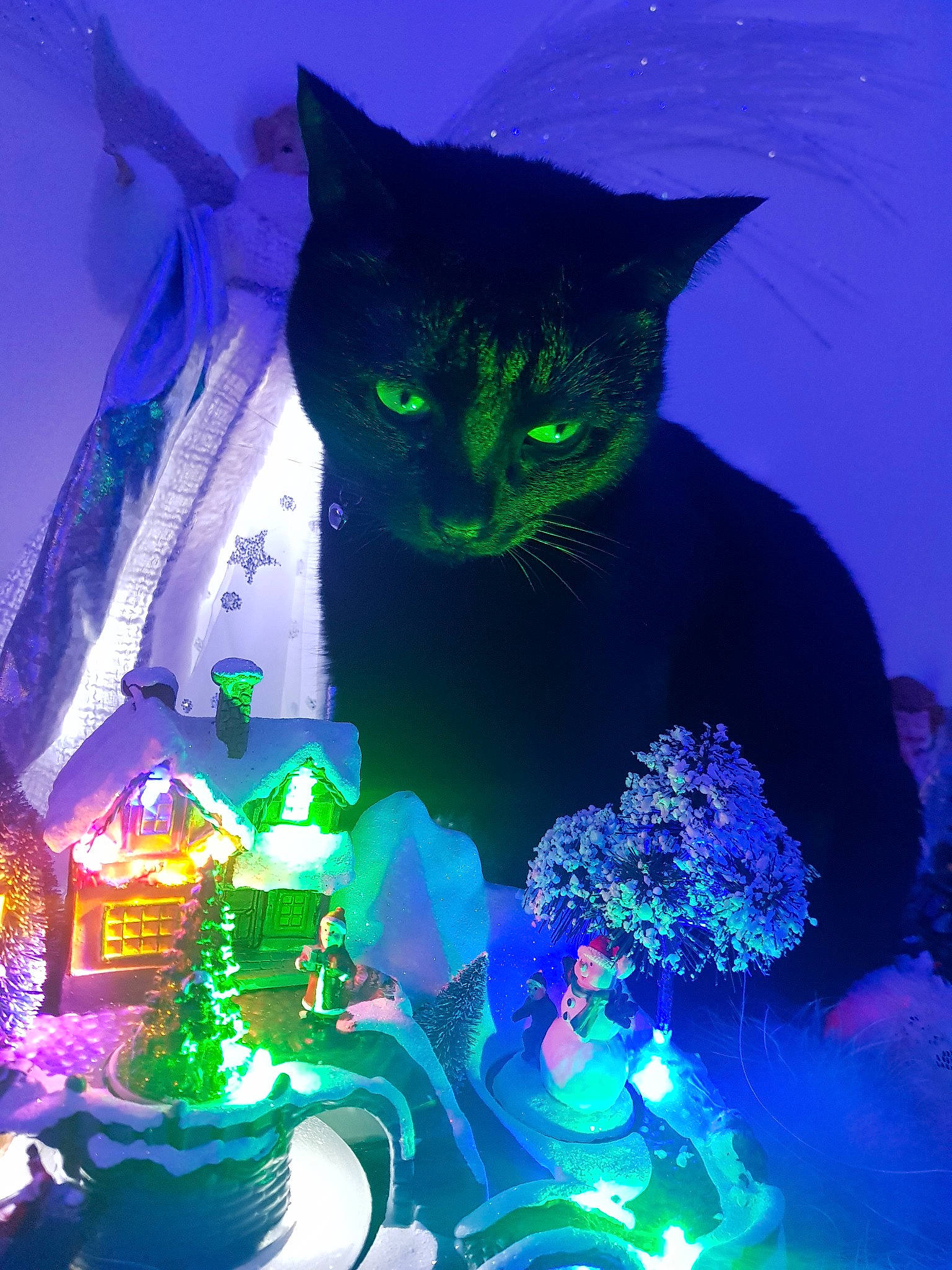 Mimi participe au concours pour gagner de l'argent avec cette photo : black_cat, blue, carnivore, cat, christmas, christmas_decoration, christmas_lights, felidae, green, light, purple, small_to_medium_sized_cats, tail, whiskers