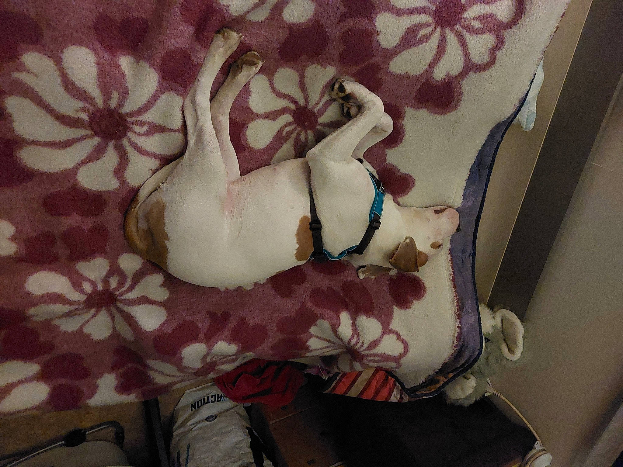 Nalah participe au concours pour gagner de l'argent avec cette photo : brown, carmine, carnivore, comfort, companion_dog, creative_arts, dog, fashion_accessory, fawn, human_leg, linens, magenta, pattern, petal, pink, porcelain, room, tail, visual_arts