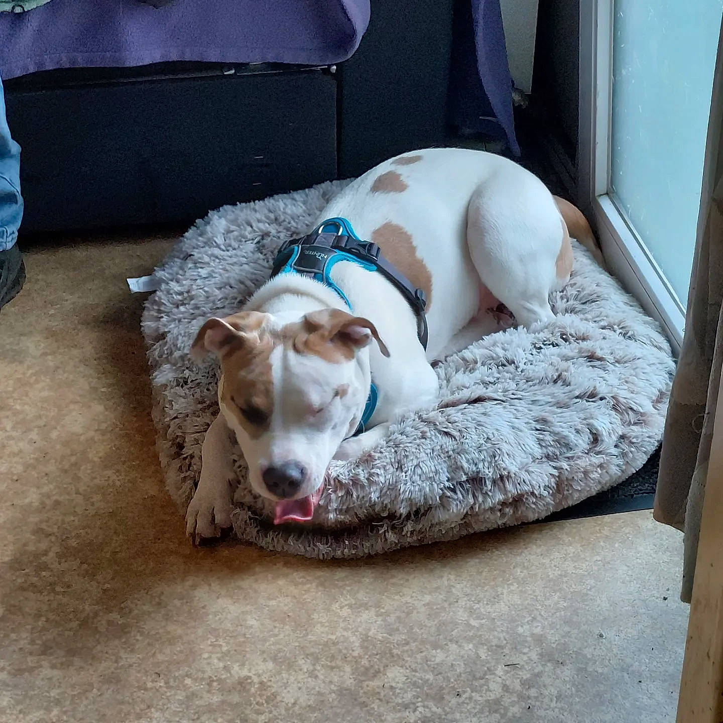 Nalah participe au concours pour gagner de l'argent avec cette photo : canidae, carnivore, collar, comfort, companion_dog, couch, dog, dog_breed, dog_supply, fawn, flooring, hardwood, linens, non_sporting_group, pet_supply, sighthound, snout, sporting_group, working_animal