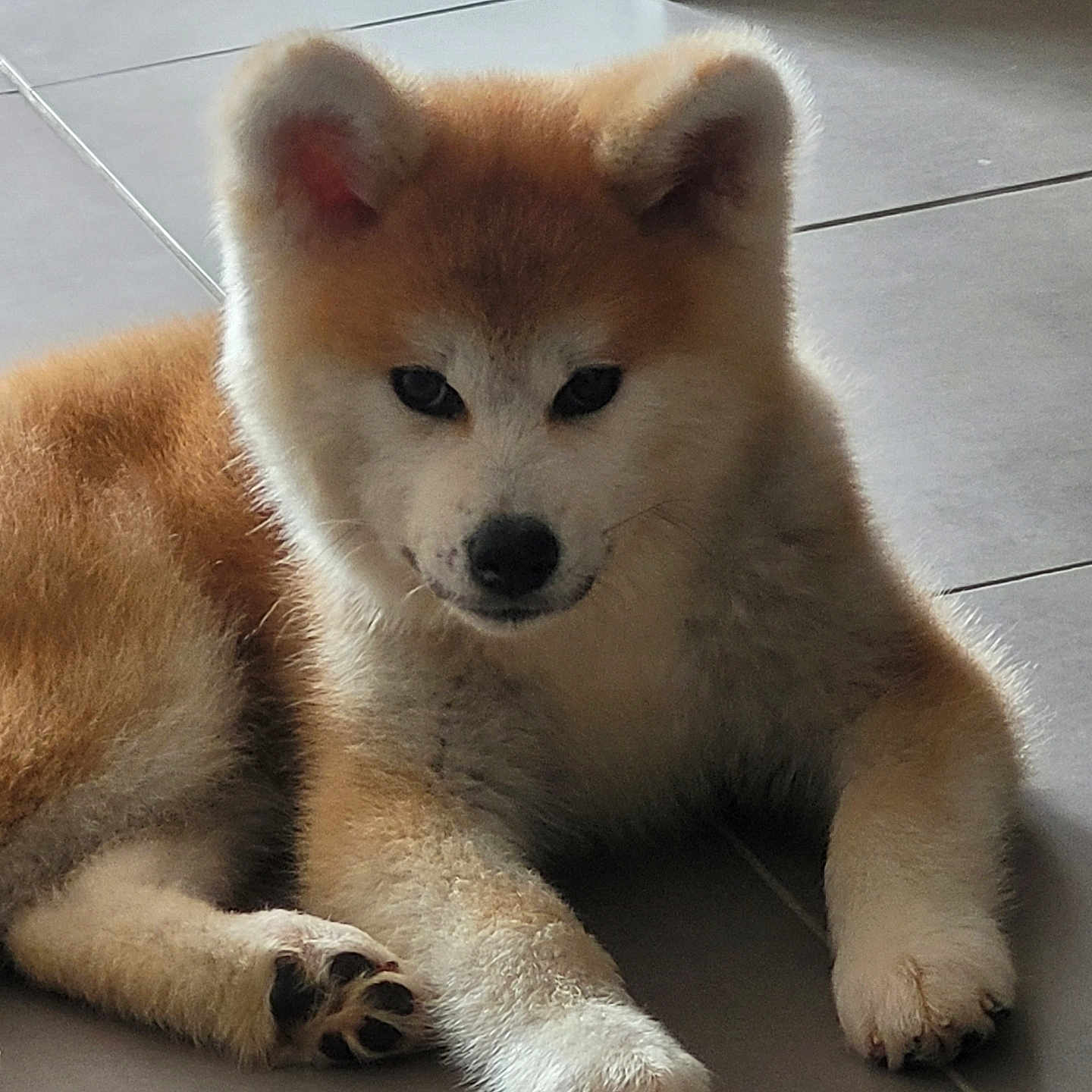 Vaya participe au concours pour gagner de l'argent avec cette photo : animal, canine, cat, chow, coyote, dog, eskimodog, fox, greyfox, husky, kitfox, lesserpanda, pet, puppy, redfox, redwolf, snout, tile, whitedog, wolf