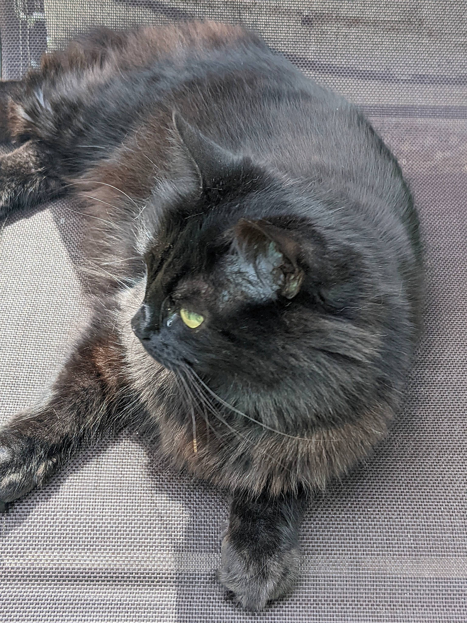 Tia is registered to the contest to win money with this photo: black_cat, bombay, carnivore, cat, chartreux, claw, comfort, domestic_short_haired_cat, felidae, fur, grey, liver, paw, small_to_medium_sized_cats, snout, tail, terrestrial_animal, whiskers