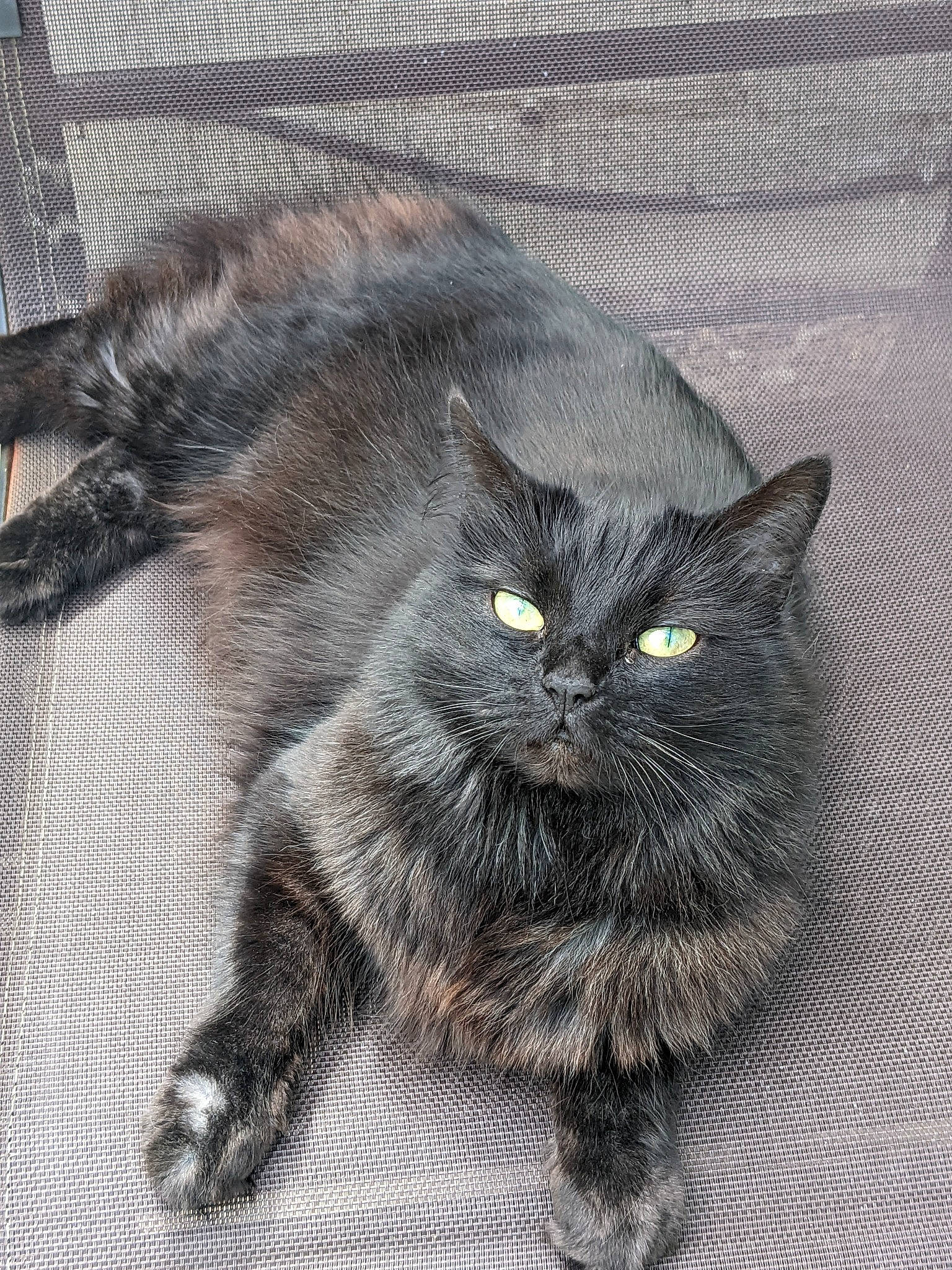 Tia joined the competition — help win amazing prizes! black_cat, british_longhair, carnivore, cat, claw, domestic_short_haired_cat, felidae, fur, grey, maine_coon, paw, sitting, small_to_medium_sized_cats, snout, tail, terrestrial_animal, whiskers