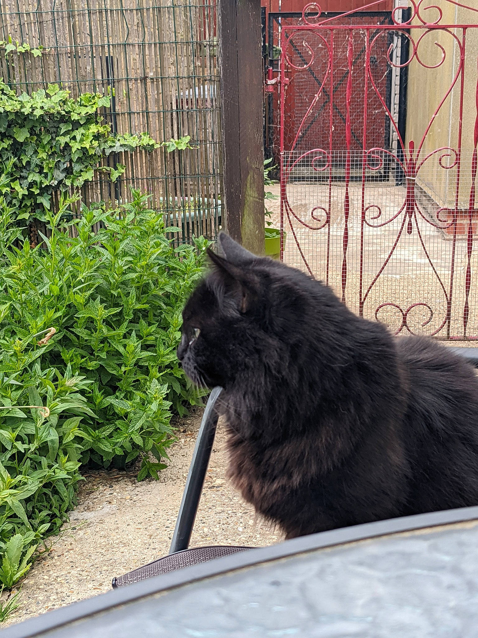 Tia is registered to the contest to win money with this photo: automotive_tire, canidae, carnivore, cat, companion_dog, dog, dog_breed, felidae, fence, fur, grass, groundcover, mesh, plant, small_to_medium_sized_cats, snout, sporting_group, tail, tints_and_shades, whiskers