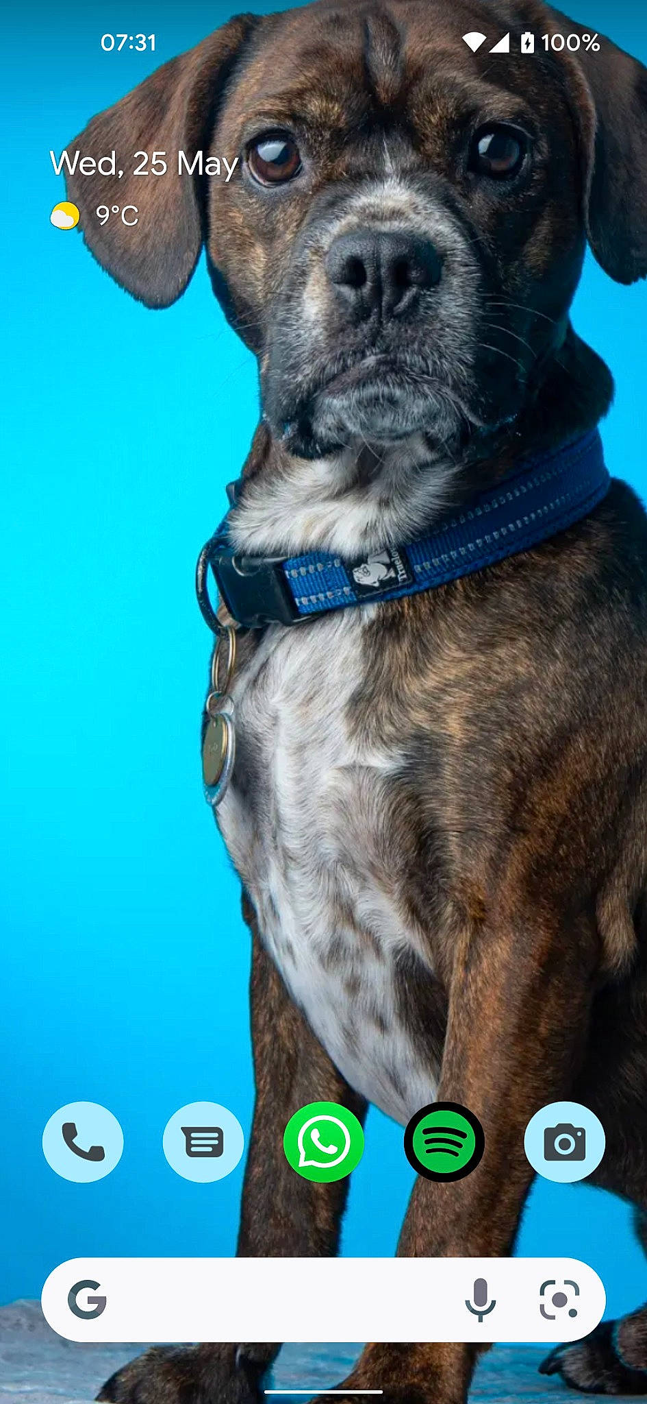 Loki is registered to the contest to win money with this photo: blue, carnivore, collar, companion_dog, dog, dog_breed, dog_collar, dog_supply, electric_blue, fawn, font, fur, giant_dog_breed, guard_dog, gun_dog, leash, liver, pet_supply, whiskers, working_animal
