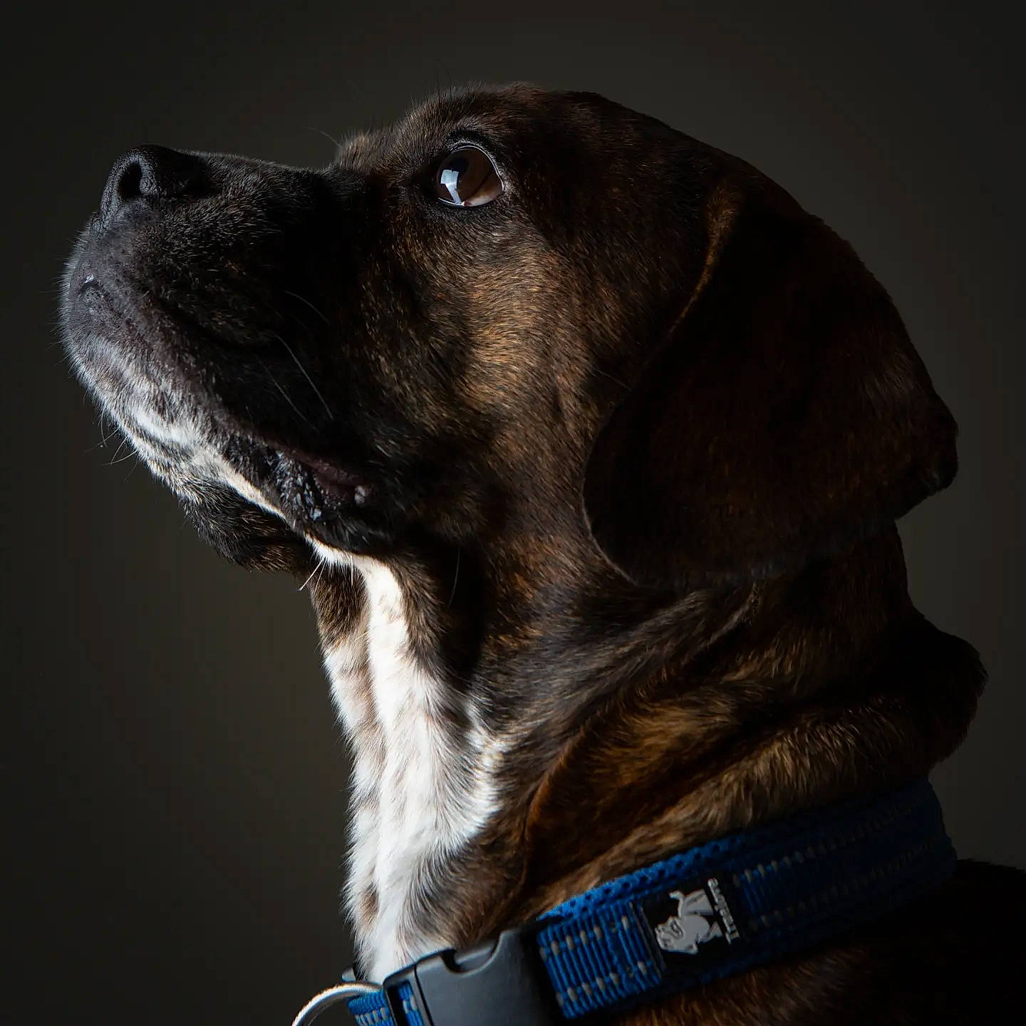 Loki is registered to the contest to win money with this photo: borador, carnivore, collar, companion_dog, dog, dog_breed, dog_collar, dog_supply, electric_blue, fur, hunting_dog, liver, metal, pet_supply, sporting_group, whiskers, working_animal, working_dog