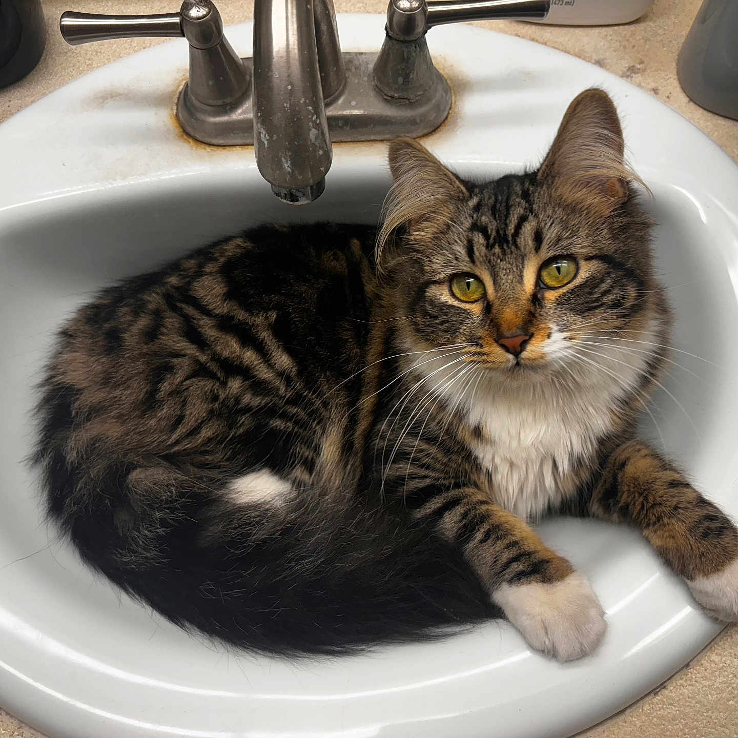 Cleo is registered to the contest to win money with this photo: abyssinian, animal, art, basin, bronze, cat, kitten, manx, pet, porcelain, pottery, sink, sinkfaucet, tap