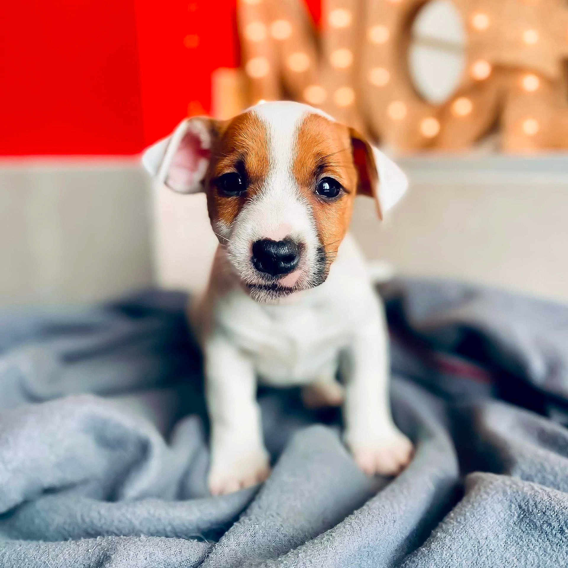 Uston a rejoint le concours — aidez-le/la à gagner de superbes lots ! animal, blanket, canine, dog, hound, pet, puppy, snout