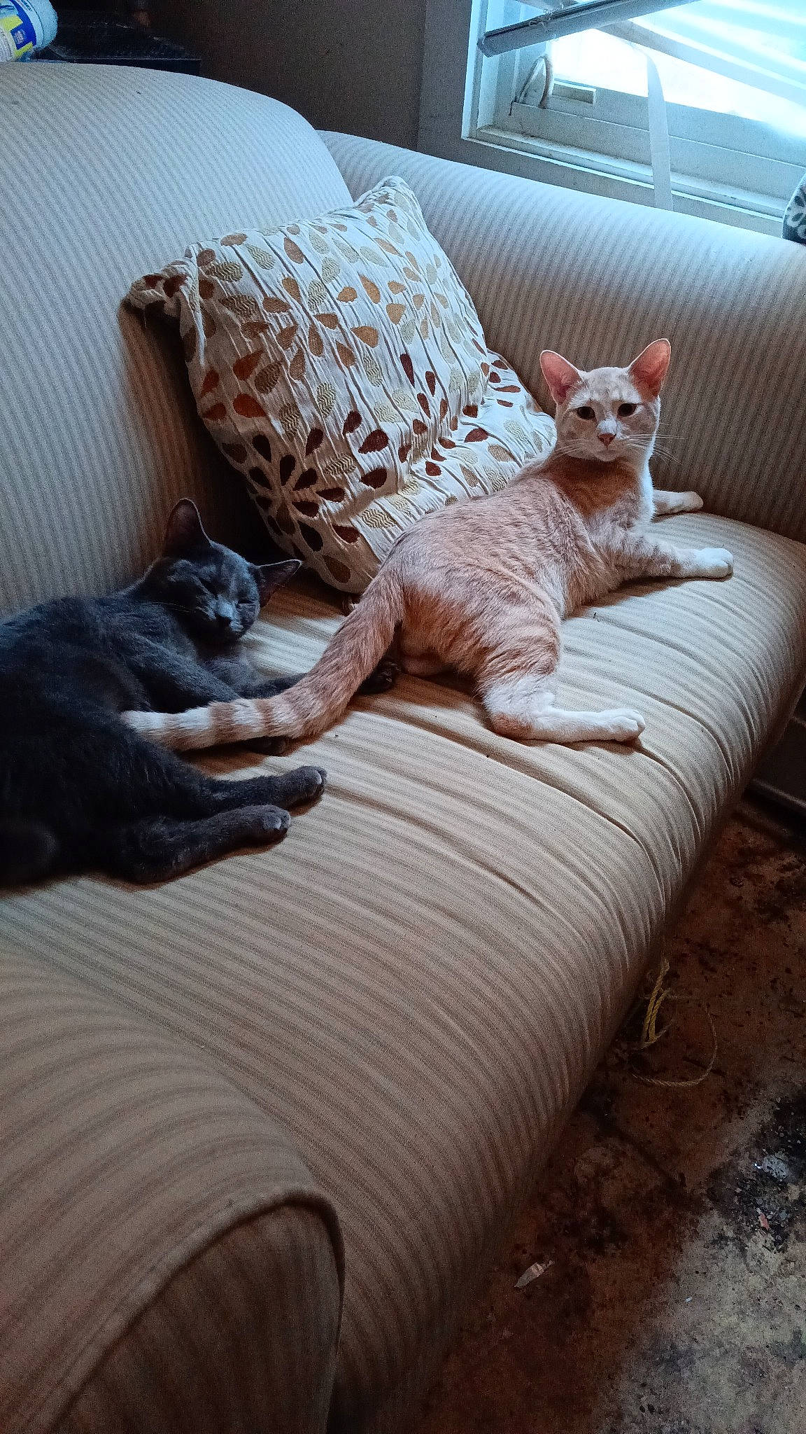 Evi is registered to the contest to win money with this photo: brown, carnivore, cat, chair, comfort, couch, fawn, felidae, flooring, furniture, grey, interior_design, living_room, mammal, small_to_medium_sized_cats, tail, textile, vertebrate, whiskers, wood