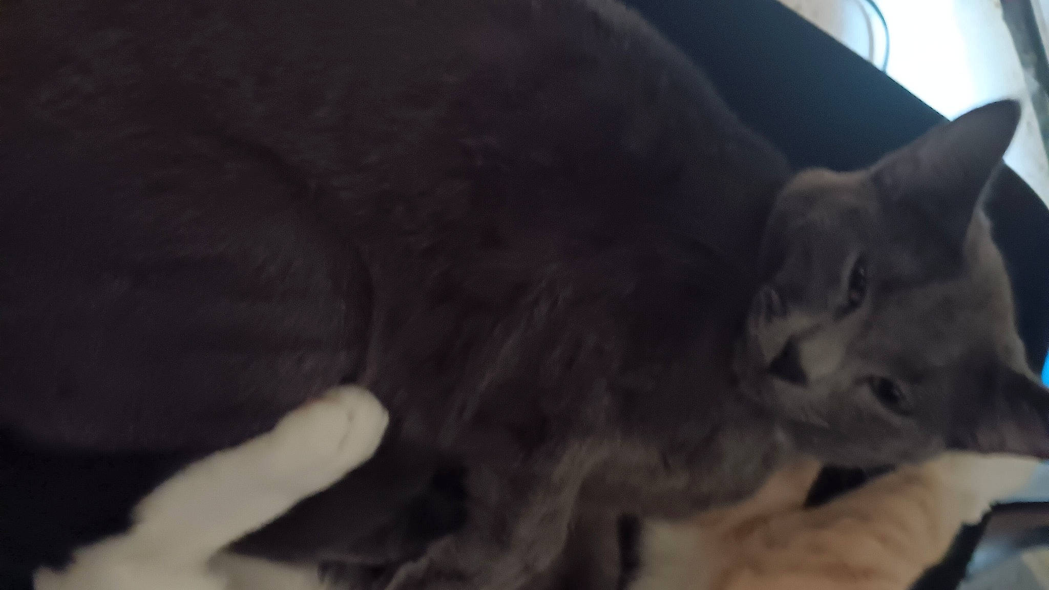 Evi joined the competition — help win amazing prizes! carnivore, cat, comfort, domestic_short_haired_cat, felidae, fur, paw, small_to_medium_sized_cats, tail, whiskers, window