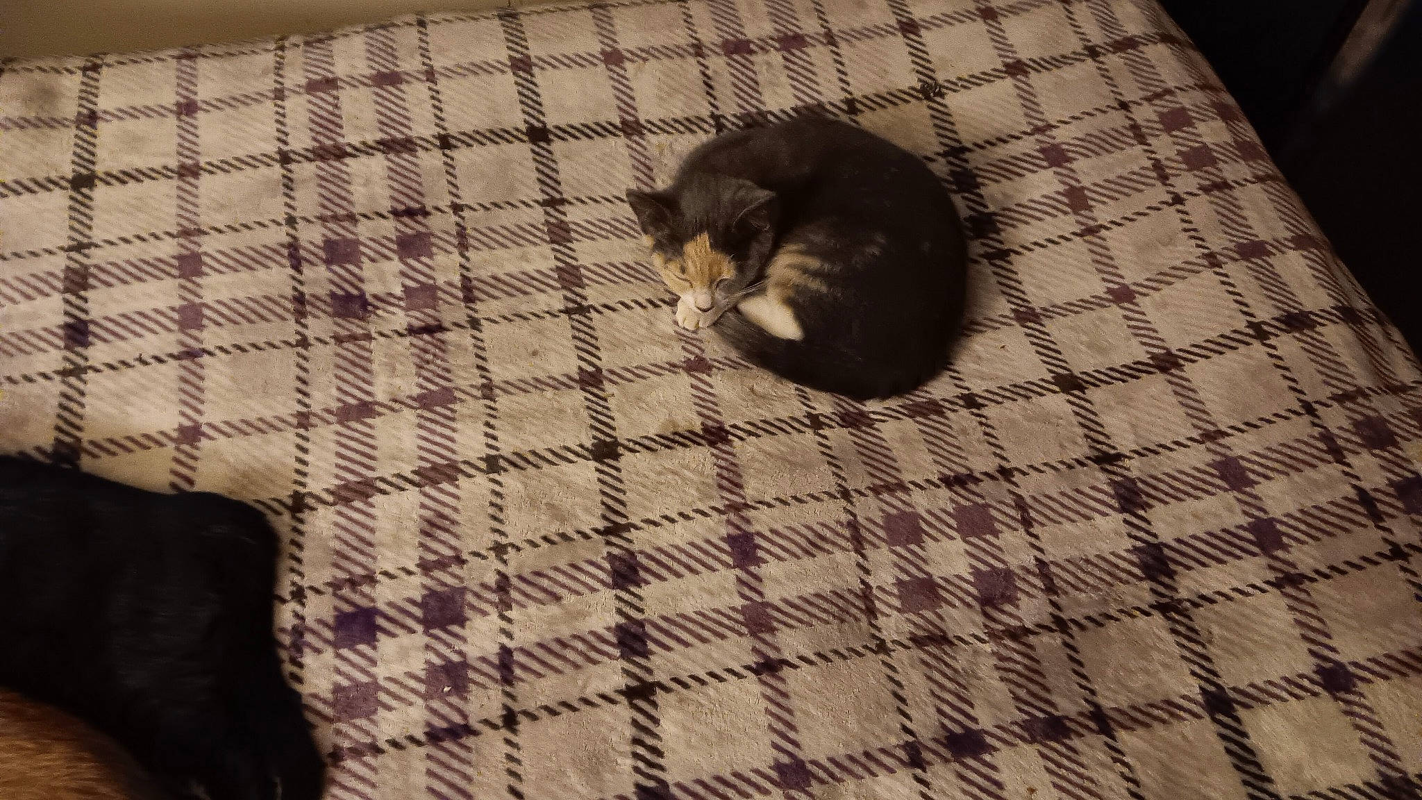 Tinkie Two is registered to the contest to win money with this photo: carnivore, claw, comfort, dog_breed, felidae, flooring, fur, hardwood, linens, mustelidae, pattern, pet_supply, small_to_medium_sized_cats, snout, sporting_group, tail, terrestrial_animal, textile, whiskers, wood