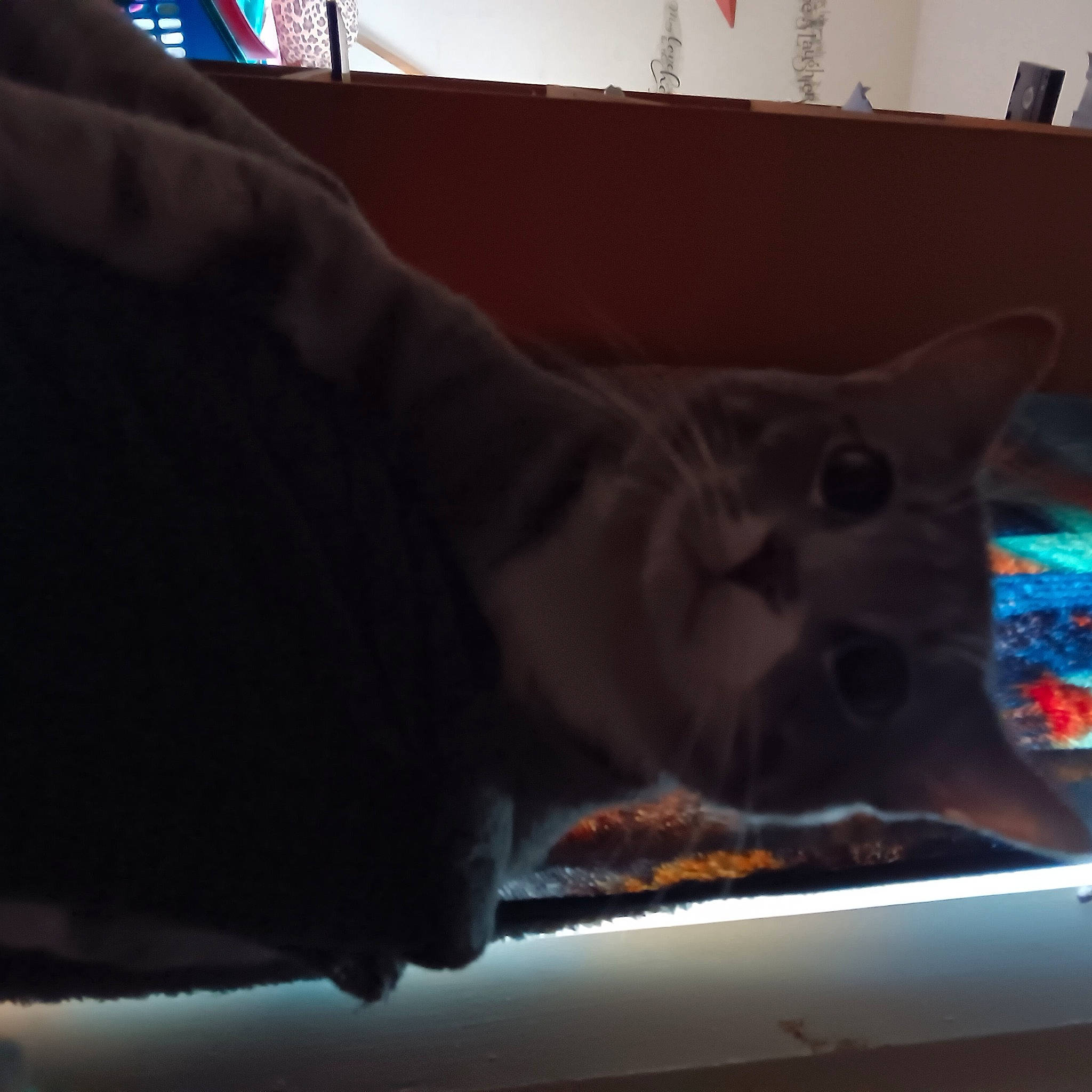 Iris is registered to the contest to win money with this photo: auto_part, automotive_exterior, automotive_lighting, automotive_window_part, carnivore, cat, comfort, darkness, felidae, fur, gesture, glass, heat, room, small_to_medium_sized_cats, snout, tail, vehicle_door, whiskers, windshield