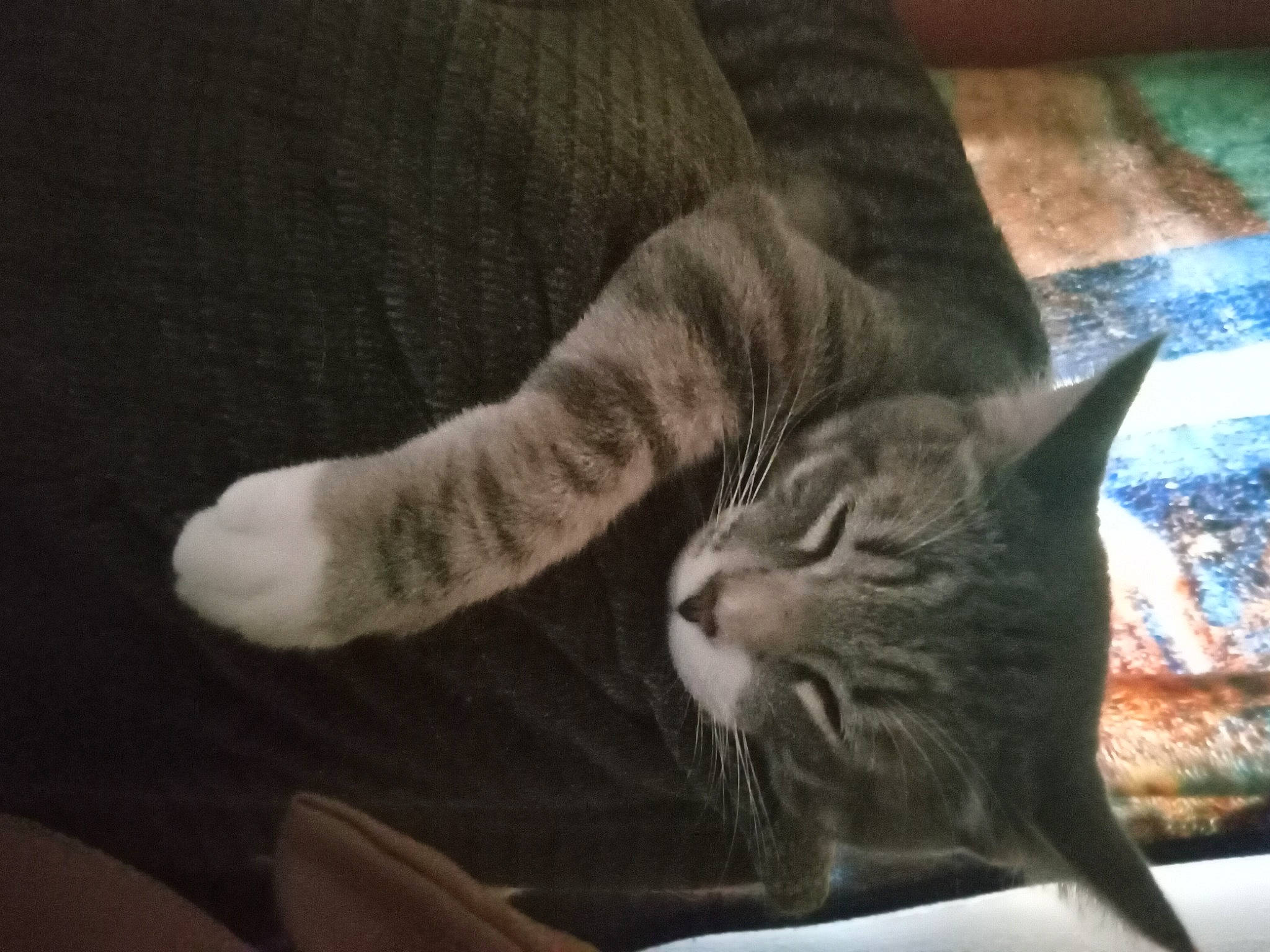 Iris is registered to the contest to win money with this photo: carnivore, cat, cloud, comfort, domestic_short_haired_cat, eye, felidae, fur, gesture, grey, human_leg, leg, paw, sky, small_to_medium_sized_cats, snout, tail, tree, whiskers, window