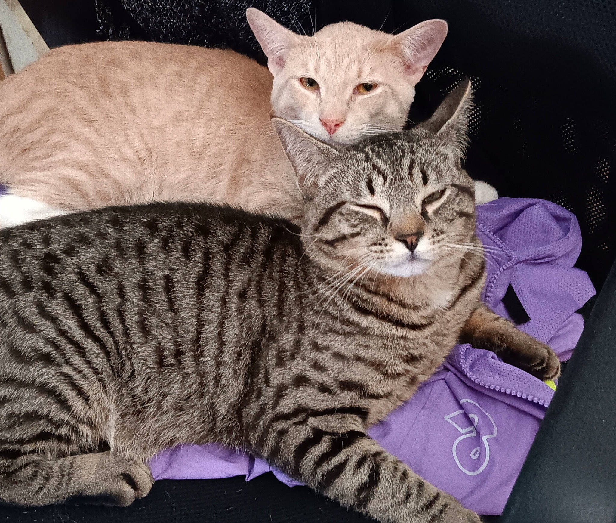 Keano joined the competition — help win amazing prizes! carnivore, cat, comfort, felidae, fur, sitting, small_to_medium_sized_cats, snout, whiskers