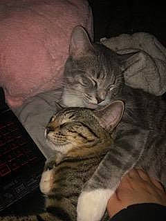 Keano is registered to the contest to win money with this photo: carnivore, cat, comfort, computer_keyboard, darkness, domestic_short_haired_cat, ear, felidae, fur, grey, input_device, paw, sitting, small_to_medium_sized_cats, snout, terrestrial_animal, whiskers, wildlife