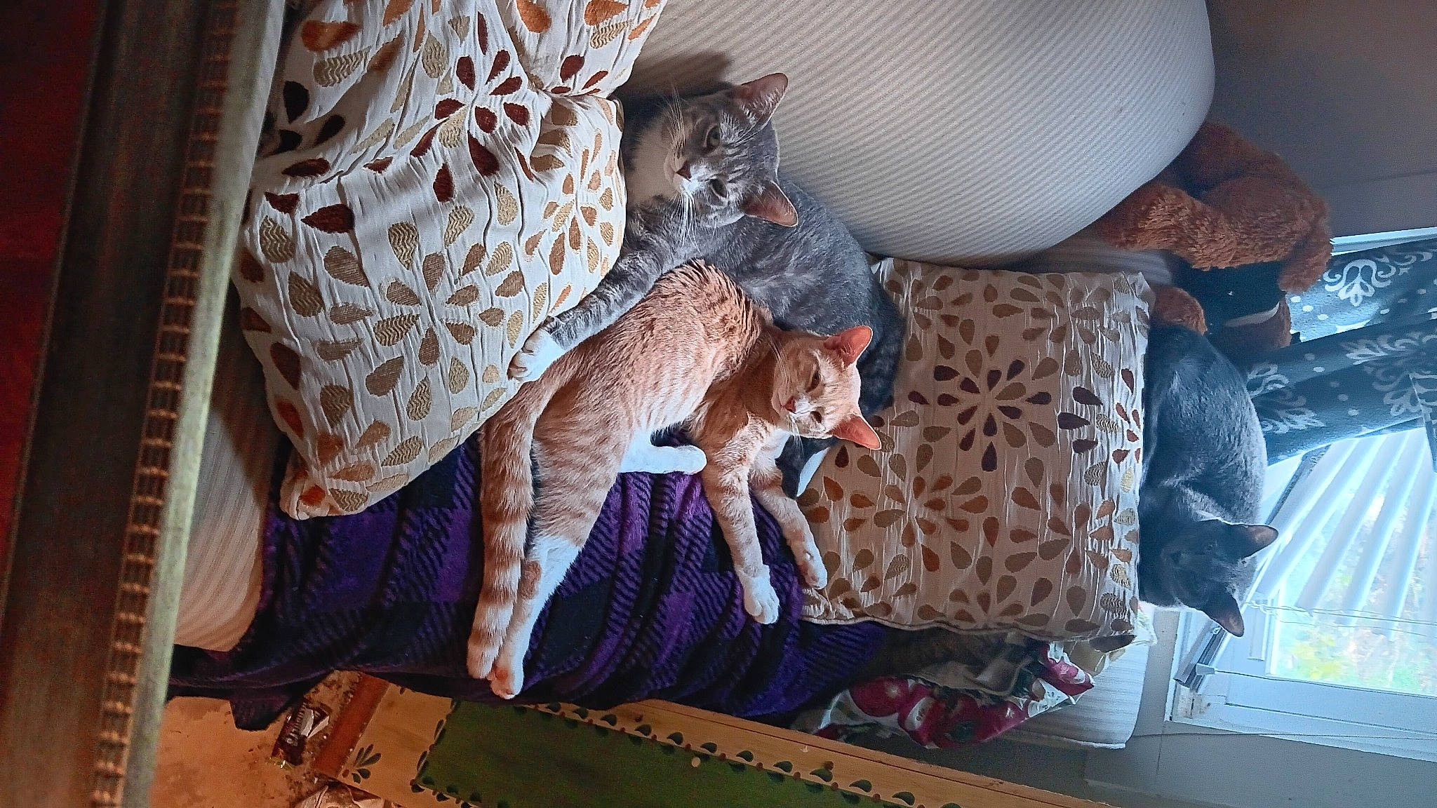 Kai joined the competition — help win amazing prizes! carnivore, cat, comfort, couch, fawn, felidae, flooring, interior_design, linens, living_room, pattern, plant, room, small_to_medium_sized_cats, tail, textile, toy, whiskers, window, wood