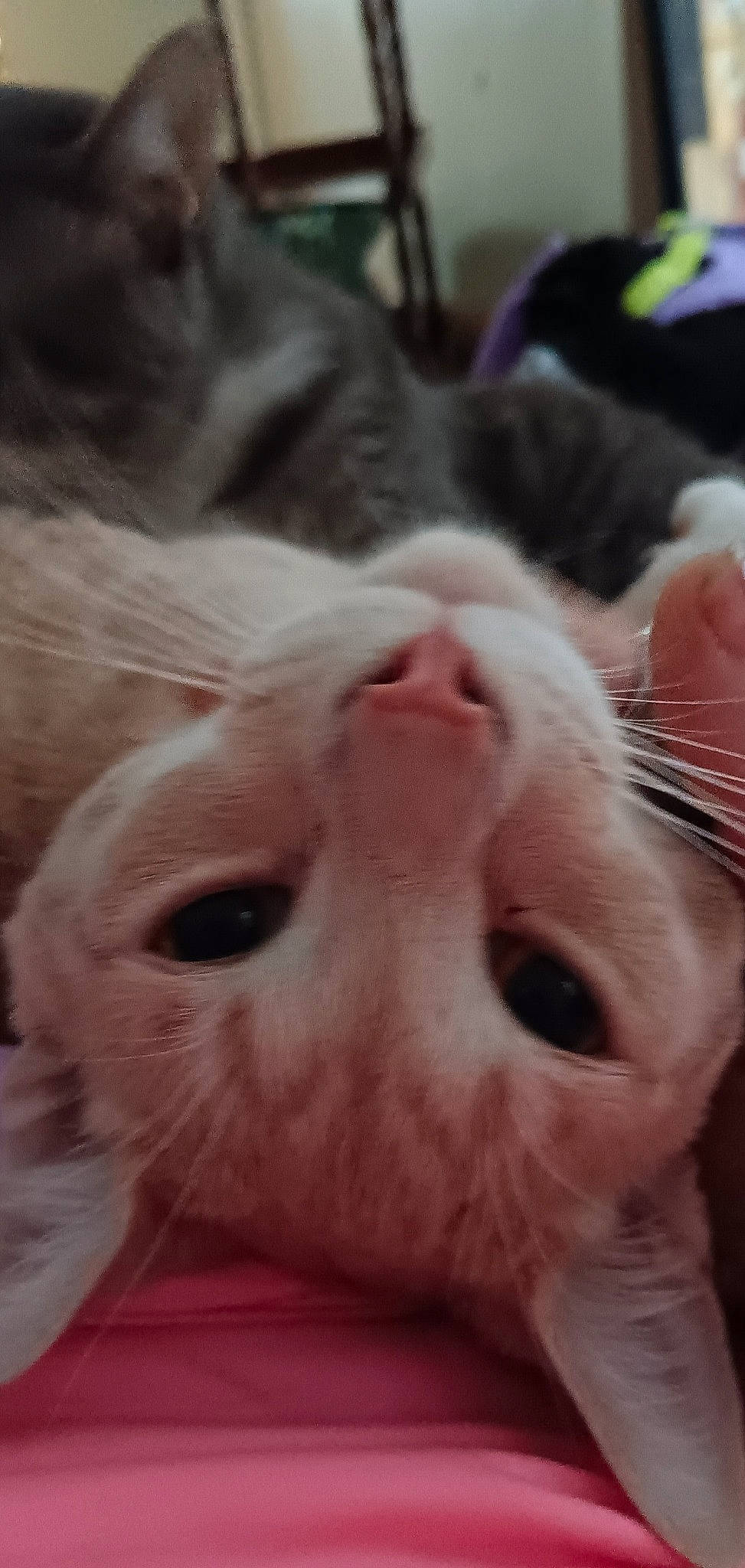 Kai is registered to the contest to win money with this photo: carnivore, cat, close_up, comfort, domestic_short_haired_cat, ear, eyelash, fang, felidae, fur, nose, paw, small_to_medium_sized_cats, snout, terrestrial_animal, whiskers, wildlife