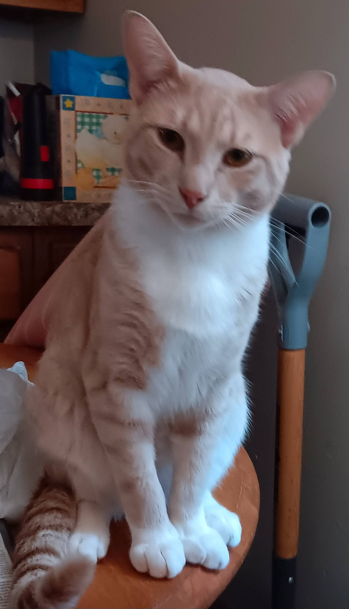 Kai joined the competition — help win amazing prizes! carnivore, cat, cat_supply, claw, domestic_short_haired_cat, fawn, felidae, fur, kitchen_utensil, paw, pet_supply, small_to_medium_sized_cats, snout, tail, whiskers