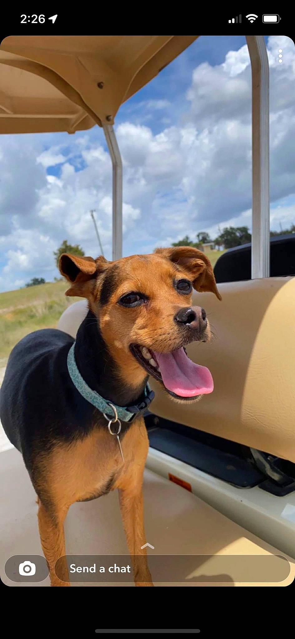 Penny joined the competition — help win amazing prizes! automotive_exterior, carnivore, cloud, collar, companion_dog, dog, dog_breed, dog_collar, dog_supply, fawn, hood, leash, pet_supply, sky, snout, sporting_group, vehicle, vehicle_door, whiskers, working_animal