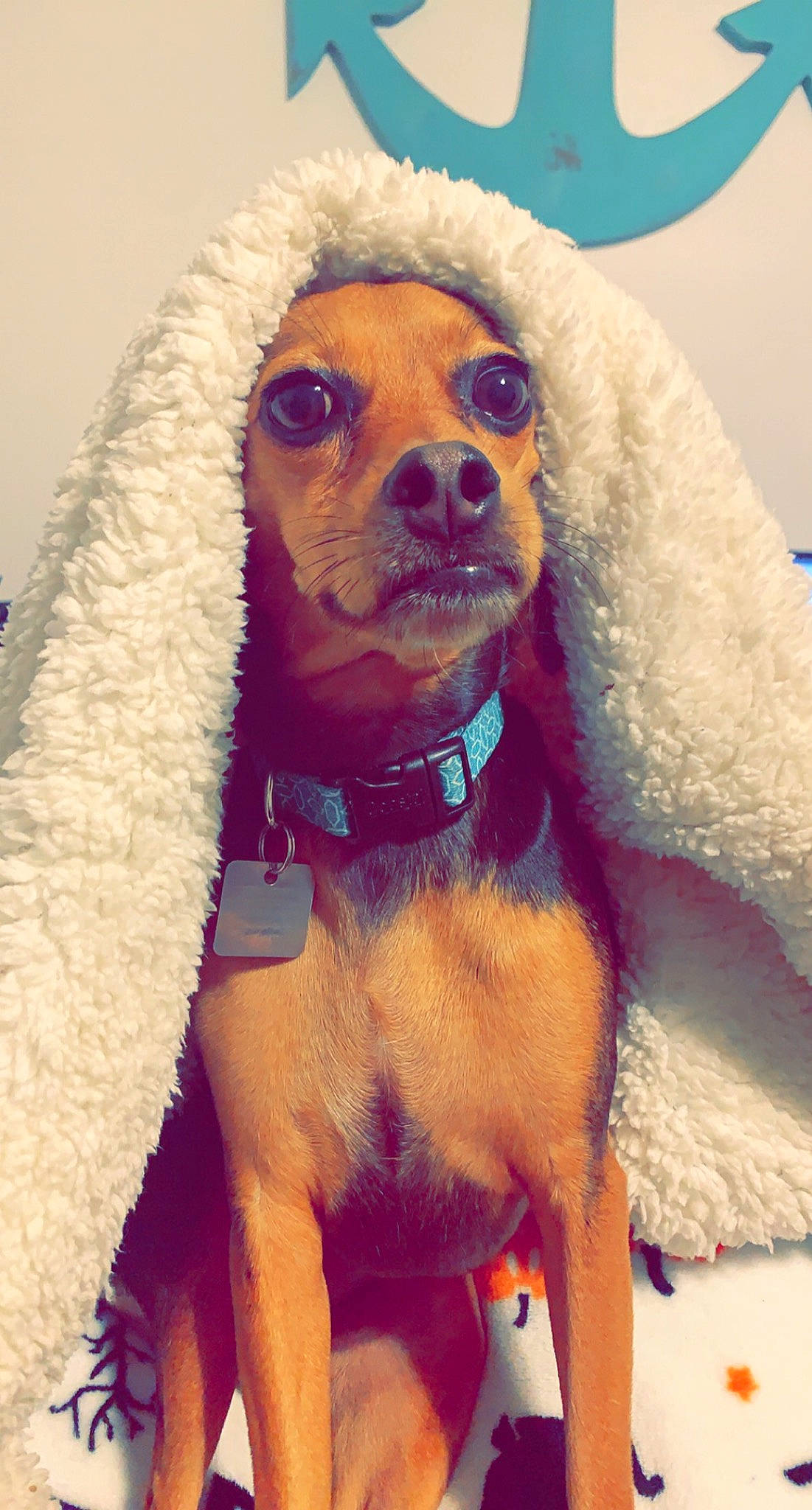 Penny is registered to the contest to win money with this photo: carnivore, collar, companion_dog, dog, dog_breed, dog_clothes, dog_collar, dog_supply, eyewear, fawn, fur, liver, pet_supply, puppy_love, snout, sporting_group, sunglasses, toy_dog, whiskers, working_animal