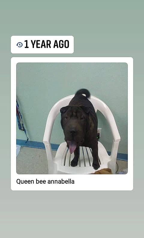 Annabell joined the competition — help win amazing prizes! canidae, carnivore, dog, dog_breed, great_dane, non_sporting_group, photo_caption, sporting_group