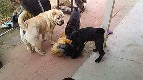 Annabell joined the competition — help win amazing prizes! ancient_dog_breeds, canidae, carnivore, companion_dog, dog, dog_breed, fawn, mammal, non_sporting_group, pug, shar_pei, sporting_group, vertebrate