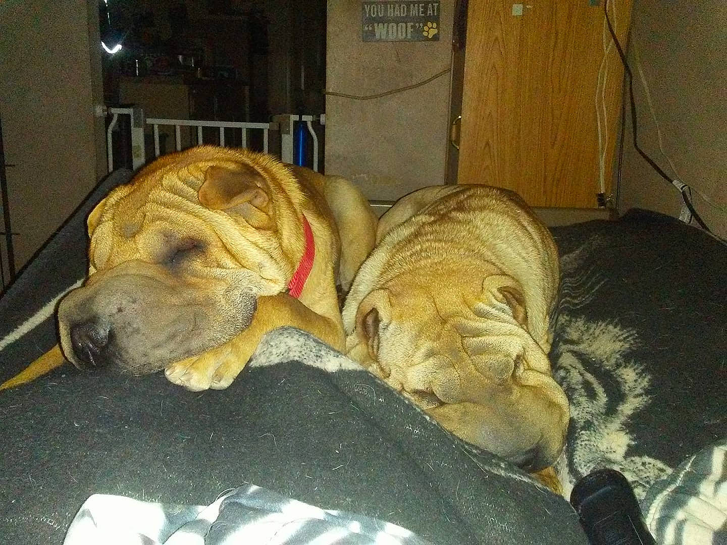 Sweet Pea And Hamlet