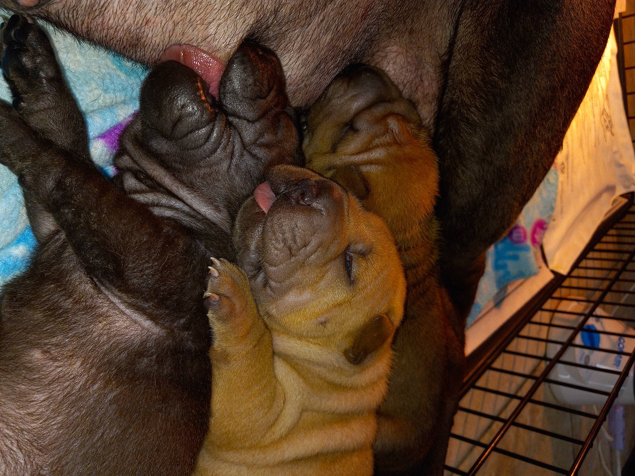 Puppies is registered to the contest to win money with this photo: comfort, fawn, finger, flesh, foot, fur, gesture, human_leg, liver, nail, pattern, snout, sporting_group, terrestrial_animal, thumb, toe, wood, working_animal, wrinkle, wrist