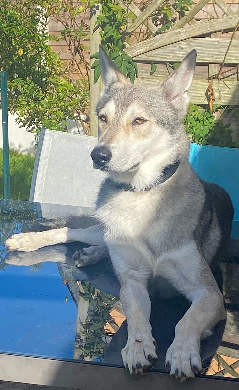 Ravus a rejoint le concours — aidez-le/la à gagner de superbes lots ! ancient_dog_breeds, canidae, canis, canis_lupus_tundrarum, carnivore, dog, dog_breed, fawn, fur, grey, non_sporting_group, plant, snout, tail, terrestrial_animal, tree, wildlife, wolf, working_animal, working_dog