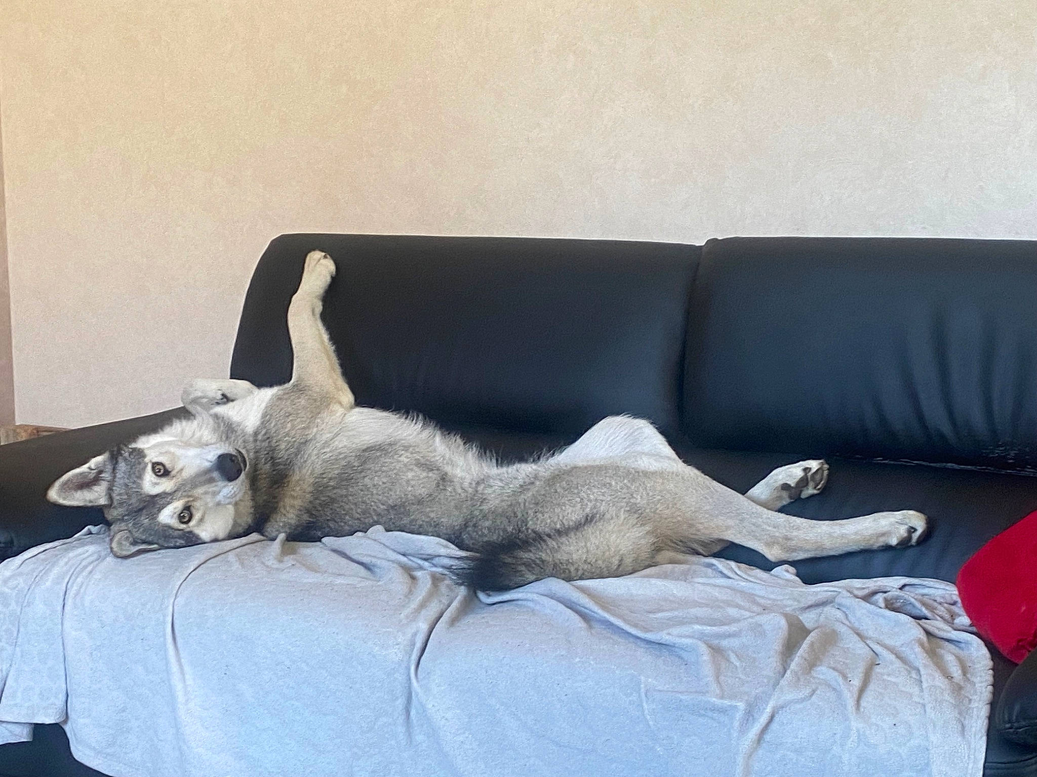 Ravus participe au concours pour gagner de l'argent avec cette photo : carnivore, comfort, companion_dog, couch, dog_breed, fawn, felidae, flooring, fur, grey, hardwood, linens, room, small_to_medium_sized_cats, studio_couch, tail, terrestrial_animal, whiskers, window, wood