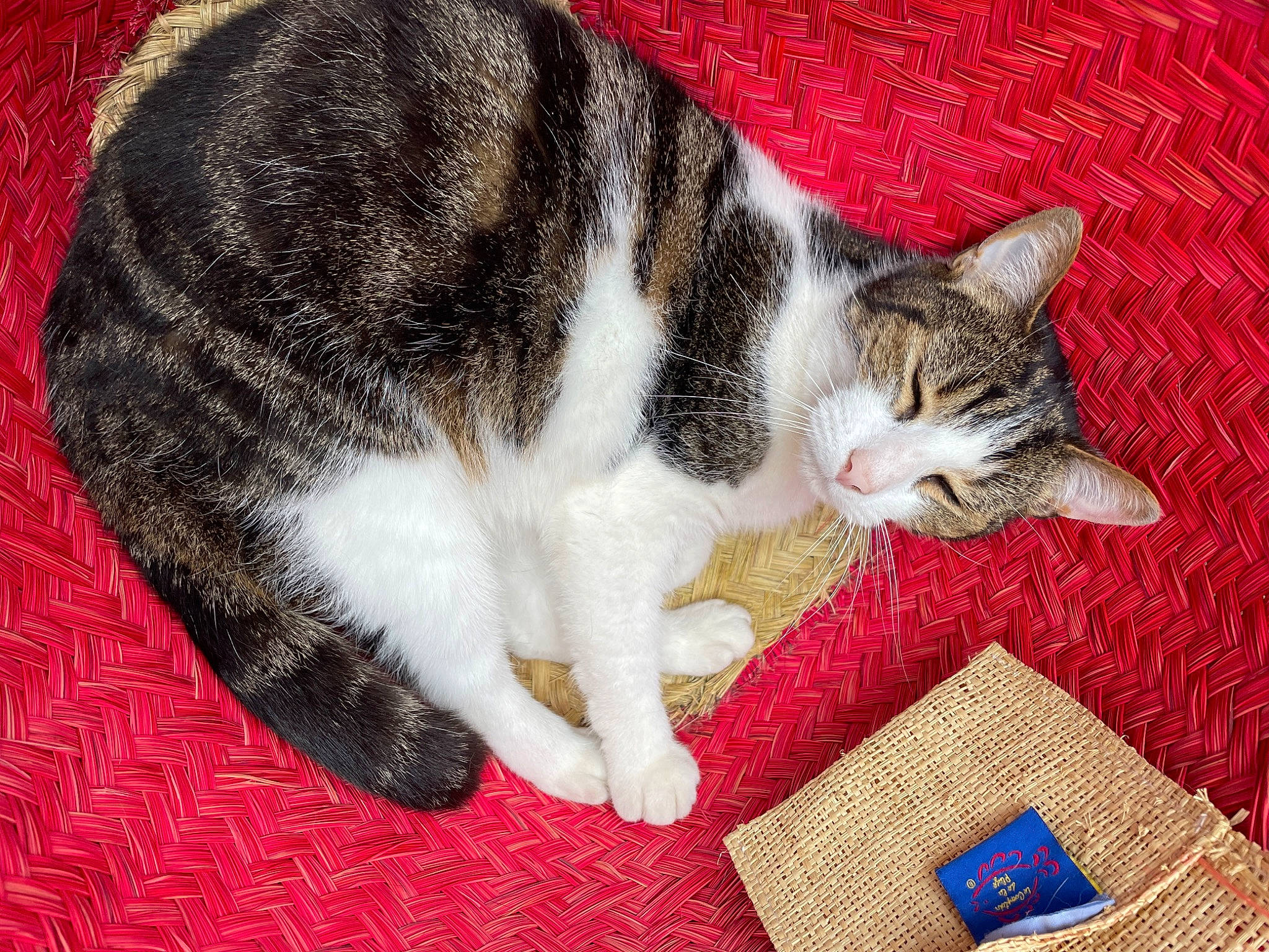 Tyson participe au concours pour gagner de l'argent avec cette photo : art, carmine, carnivore, cat, claw, comfort, domestic_short_haired_cat, electric_blue, felidae, fur, grass, nap, pattern, paw, sleep, small_to_medium_sized_cats, snout, tail, whiskers