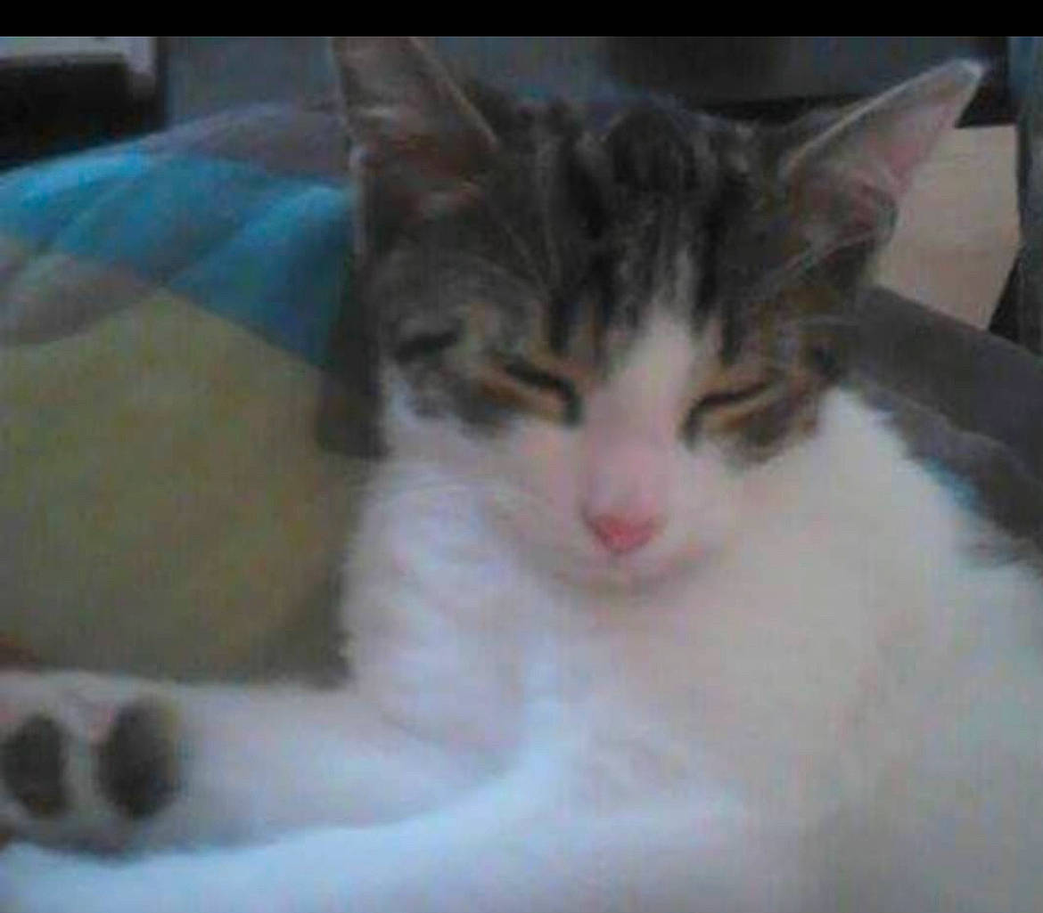 Tyson a rejoint le concours — aidez-le/la à gagner de superbes lots ! carnivore, cat, domestic_short_haired_cat, felidae, fur, paw, small_to_medium_sized_cats, snout, tail, whiskers