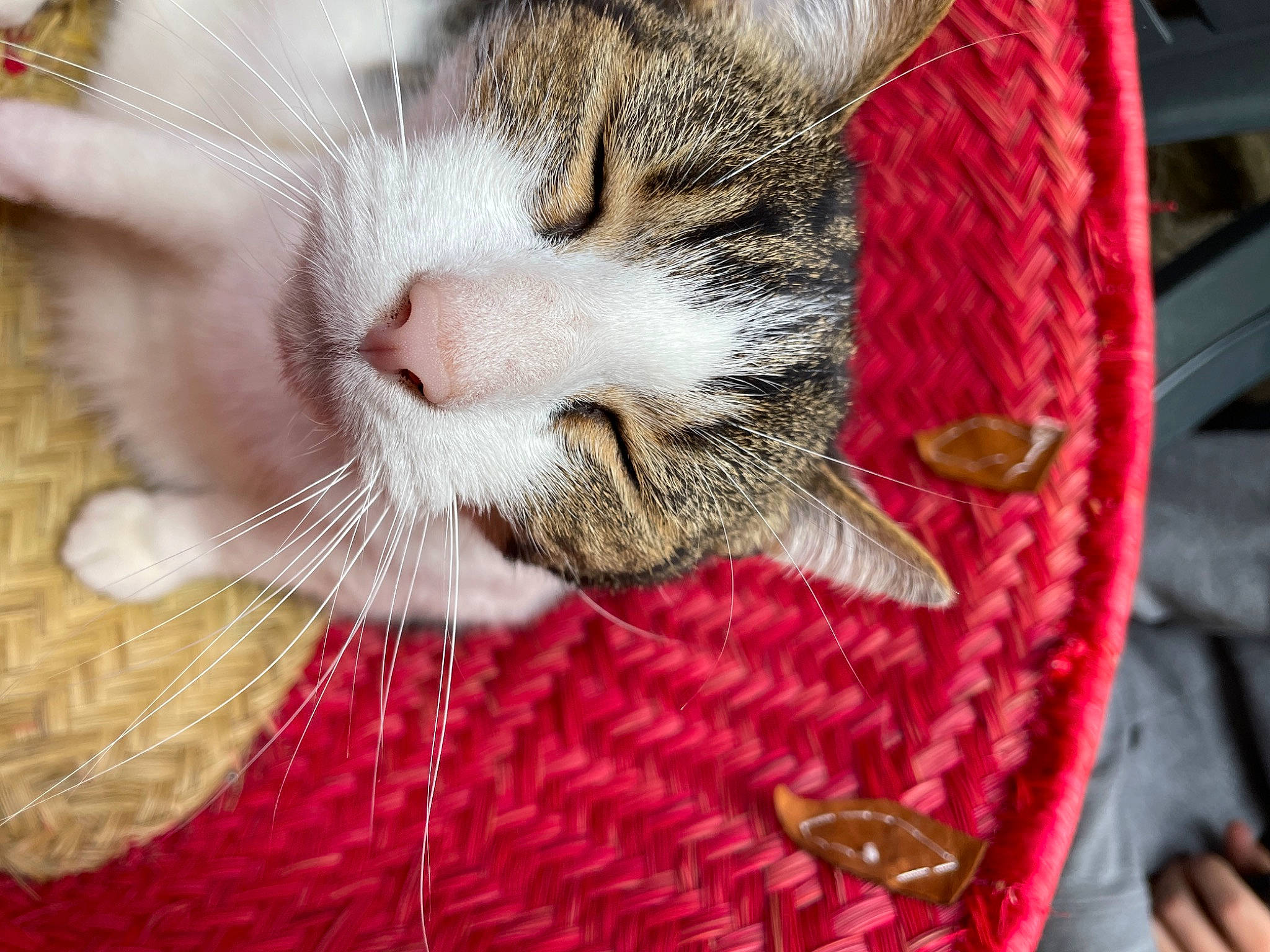 Tyson participe au concours pour gagner de l'argent avec cette photo : carnivore, cat, cat_supply, claw, domestic_short_haired_cat, felidae, fur, linens, nap, pattern, paw, sleep, small_to_medium_sized_cats, snout, tail, textile, whiskers, woven_fabric