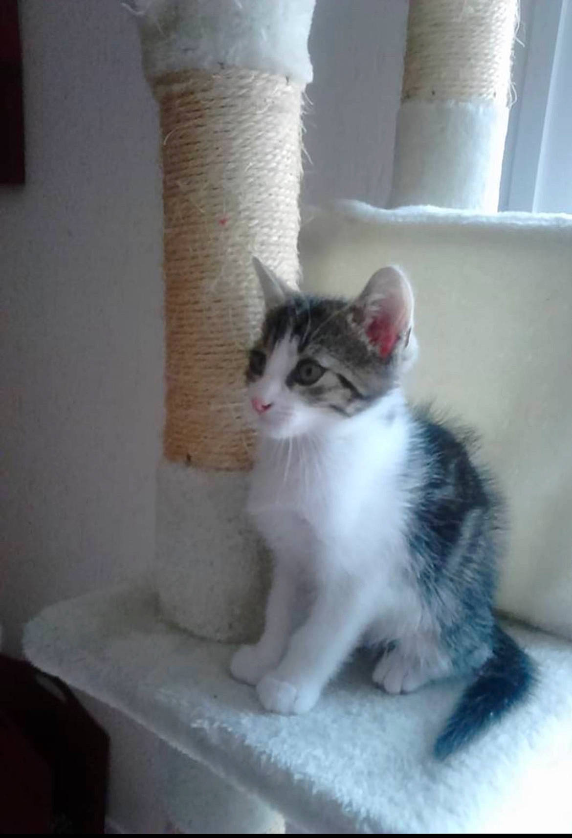 Tyson participe au concours pour gagner de l'argent avec cette photo : carnivore, cat, cat_furniture, cat_supply, domestic_short_haired_cat, felidae, fur, hardwood, paw, pet_supply, small_to_medium_sized_cats, tail, whiskers, window, wood