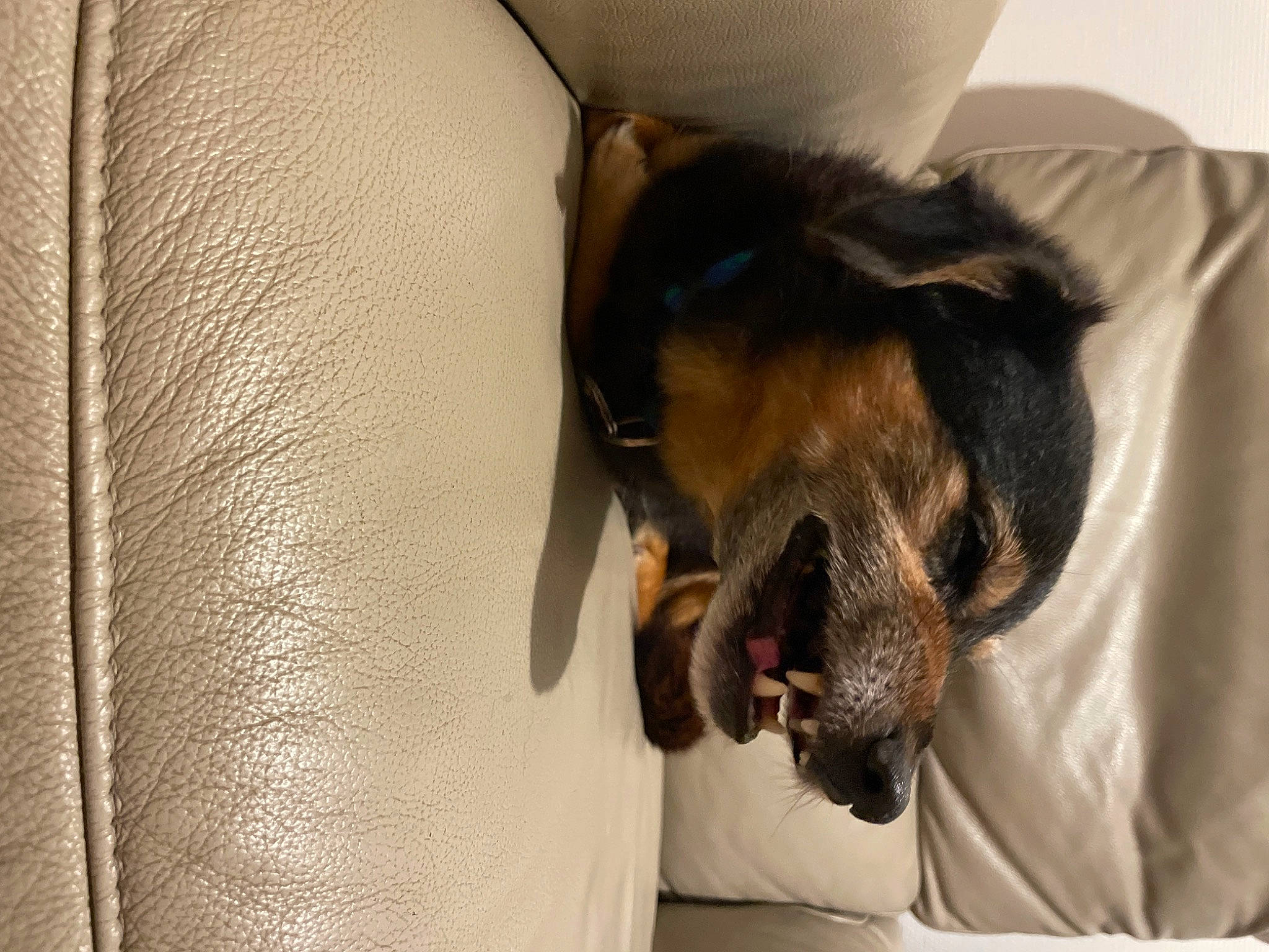 Gribouille participe au concours pour gagner de l'argent avec cette photo : canidae, carnivore, comfort, companion_dog, couch, dog, dog_breed, dog_supply, ear, fawn, fur, human_leg, linens, nap, paw, snout, sporting_group, toy_dog, whiskers, working_animal