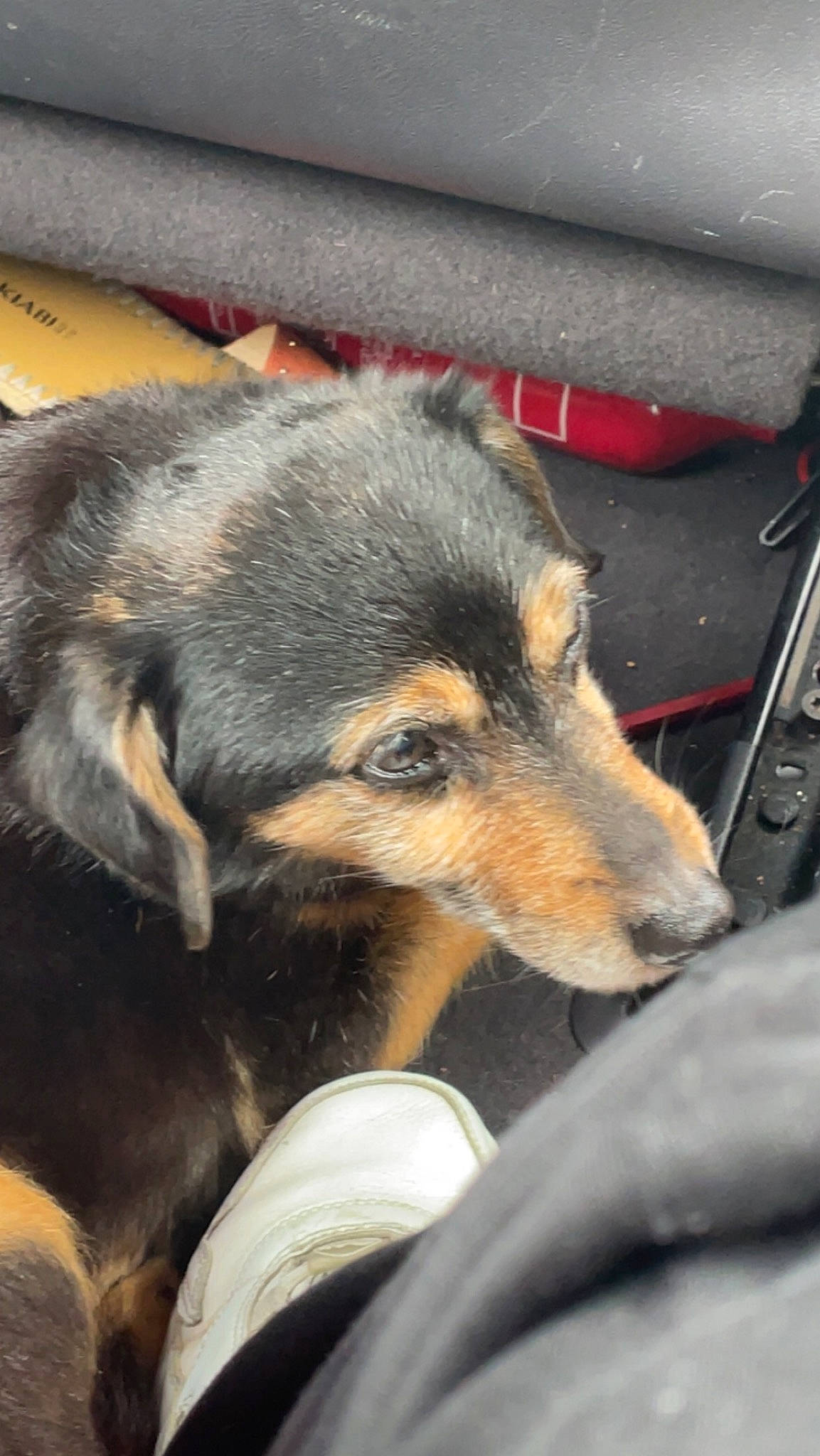 Gribouille a rejoint le concours — aidez-le/la à gagner de superbes lots ! canidae, carnivore, claw, companion_dog, dog, dog_breed, fur, guard_dog, sporting_group, terrestrial_animal, working_dog