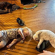 Jack joined the competition — help win amazing prizes! toddler, child, cat, dog, sleeping, nap, pet, animal, hardwood_floor, indoors, home, cushion, pet_bed, sandal, toy, curly_hair, white_cat, small_dog, sunlight, family