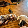 toddler, child, cat, dog, sleeping, nap, pet, animal, hardwood_floor, indoors, home, cushion, pet_bed, sandal, toy, curly_hair, white_cat, small_dog, sunlight, family