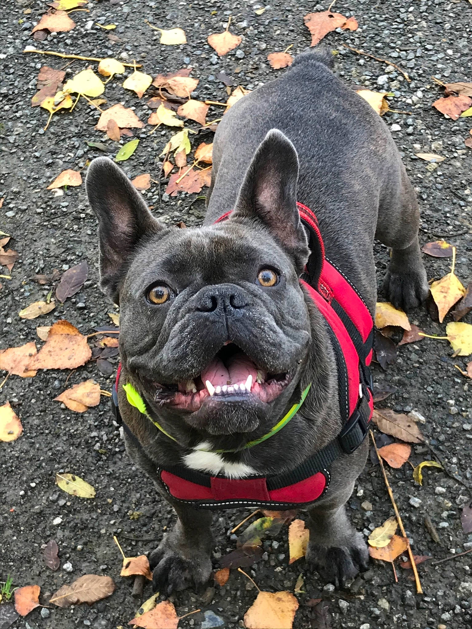 Houka a rejoint le concours — aidez-le/la à gagner de superbes lots ! bulldog, canidae, carnivore, companion_dog, dog, dog_breed, fawn, french_bulldog, mammal, molosser, non_sporting_group, rare_breed_dog, snout, sporting_group, toy_bulldog, vertebrate